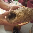 Előadás a növényvilágról