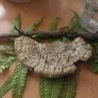 Előadás a növényvilágról